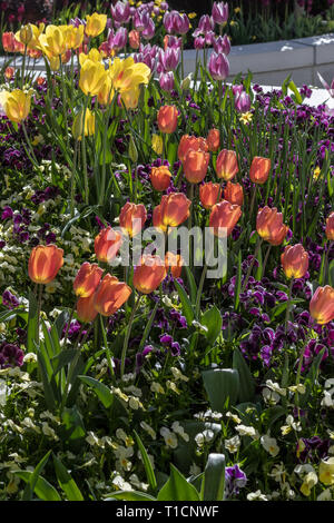 Soleggiato tulipani in fiore nel giardino in primavera. Foto Stock