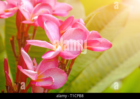 Fiori di colore rosso di fioritura Plumeria (Lan Thom)albero, simbolo della Thailandia. Vista ravvicinata con tonico effetto del filtro. Foto Stock