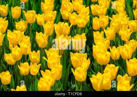 Un campo con un sacco di belle tulipani gialli. Foto Stock