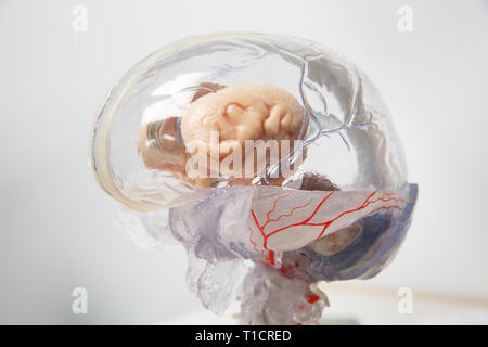 Modello 3D del cervello umano con il midollo spinale. La demenza e il morbo di Alzheimer, ictus cerebrale, malattia del cervello e concetto di anatomia. Foto Stock