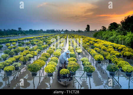 Sa Dec Flower Village, Sa Dec town, Dong Thap provincia, Vietnam - 27 Gennaio 2019: un agricoltore occidentale è in fase di mietitura per giallo margherite alberi in gar Foto Stock