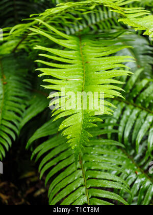 Close up di giovani luminoso verde foglia di felce che cresce in medio di vecchie foglie scure Foto Stock