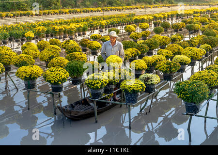 Sa Dec Flower Village, Sa Dec town, Dong Thap provincia, Vietnam - 27 Gennaio 2019: un agricoltore occidentale è in fase di mietitura per giallo margherite alberi in gar Foto Stock