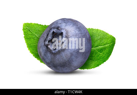 Ripresa macro di un ramo di un mirtillo bush e uno berry su sfondo bianco Foto Stock