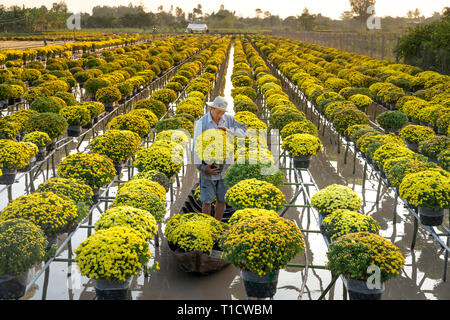 Sa Dec Flower Village, Sa Dec town, Dong Thap provincia, Vietnam - 27 Gennaio 2019: un agricoltore occidentale è in fase di mietitura per giallo margherite alberi in gar Foto Stock