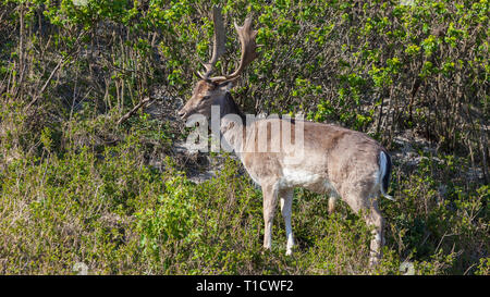 Bella brown spotted daini in piedi tra le boccole nella foresta Foto Stock