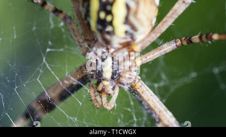 Argiope Bruennichi, o il wasp-spider, close-up nel web in attesa di cibo. Foto Stock
