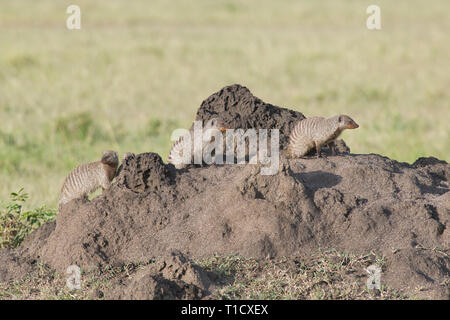 Nastrare mongooses (Mungos mungo) su un tumulo termite Foto Stock