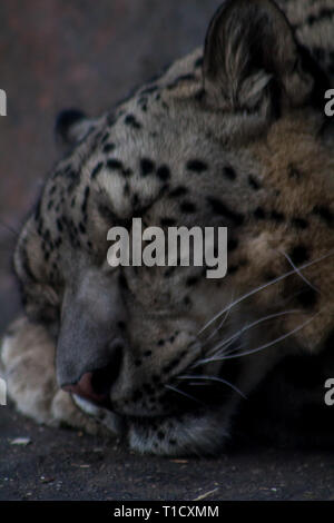 Sleeping leopard Foto Stock