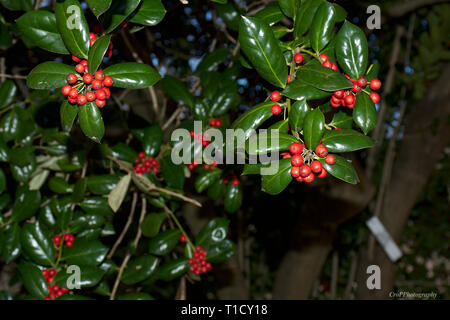 Primo piano di Burford Holly foglie e bacche rosse Foto Stock