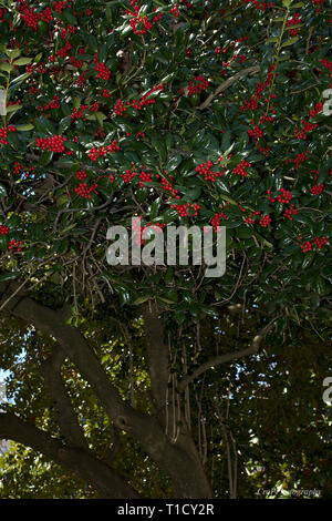 Foto di Burford Holly Tree Foto Stock