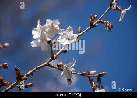 Primo piano della Fudanzakura fiorisce in primavera Foto Stock