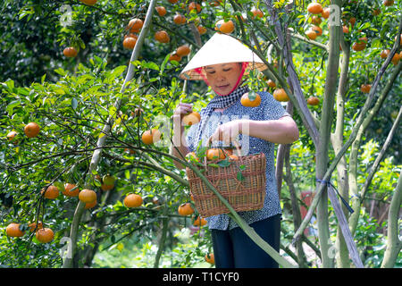 Mature tangerini sugli alberi, Lai Vung rosa mandarin in Dong Thap provincia, paese del Vietnam, il Delta del Mekong, azienda agricola Foto Stock