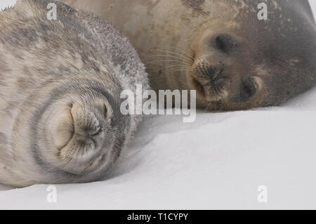 Guarnizione di Weddell Pup con la madre che giace nella neve Foto Stock