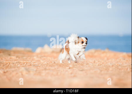 Divertenti piccole chihuahua cane corre veloce sulla massa sul mare sullo sfondo di svago all'aperto Foto Stock