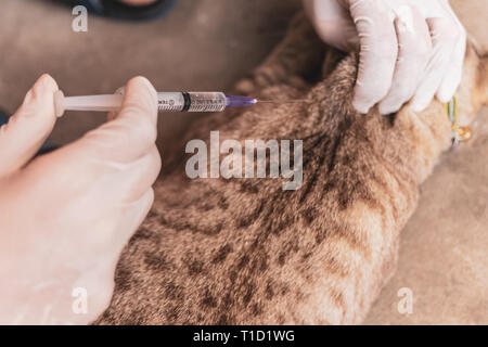 Veterinario presso la clinica vet dando iniezione per cat. Foto Stock