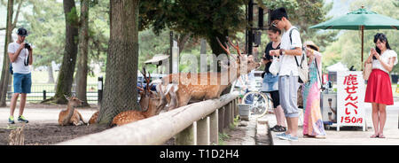 Cervi Sika in Parco di Nara, Giappone Foto Stock