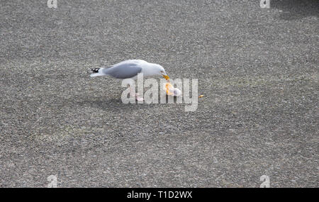 Herring Gull Larus argentatus per lavaggio cibo lasciato dai turisti per una passeggiata sul lungomare Foto Stock