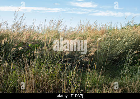 Alte erbe soffiando nel vento sulla giornata di sole Foto Stock