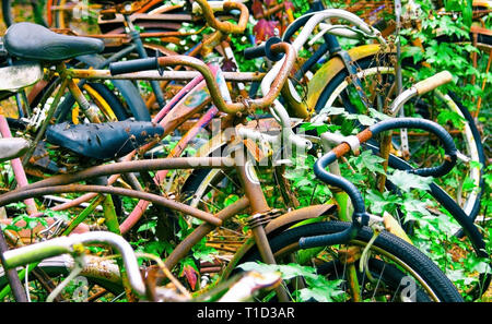 Una fila di rottami Bycles presso un cantiere di posta indesiderata Foto Stock