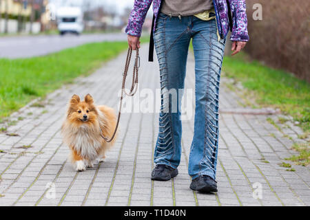 Una donna che porta il suo cane al guinzaglio Foto Stock