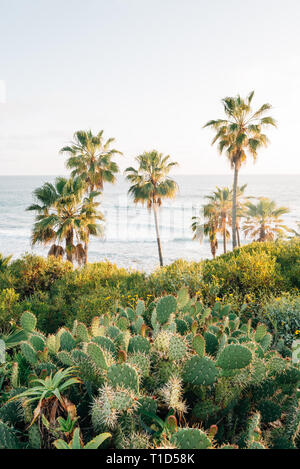 Il Cactus e palme Heisler Park, in Laguna Beach, Orange County, California Foto Stock