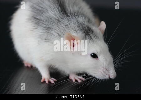 Close-up di un grigio e bianco husky ratto pet Foto Stock