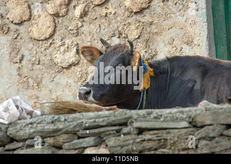 'Casa', mucca. Unico animale, tenuti in, o a fianco della casa, collegato. Il fieno, erba, vegetazione raccolti dal owner​ e portato a la vacca come cibo, piuttosto che il pascolo degli animali in un campo. Foto Stock