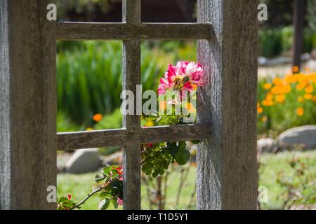 Variegate le rose rosa scalata verso il lato di un redwood arbor creare una cornice per una finestra effetti mentre si affaccia defocalizzata golden papaveri e lamelle di verde. Foto Stock