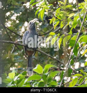 Malabar Hornbill grigio (Ocyceros griseus) Foto Stock