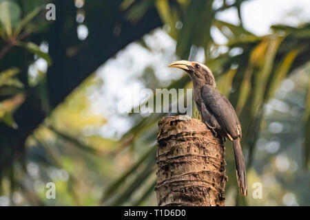 Malabar Hornbill grigio (Ocyceros griseus) Foto Stock