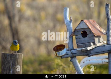 Piccolo uccello giallo con testa blu appollaiato su un bastone accanto alla sua casa Foto Stock