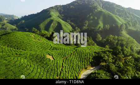 Boh la piantagione di tè, splendido paesaggio in Cameron Highlands Foto Stock