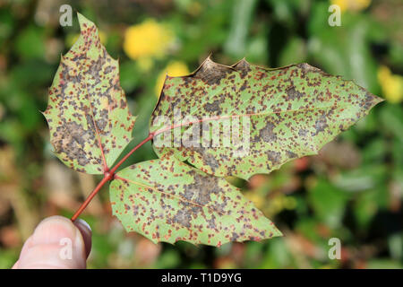 Mahonia ruggine fungo Cumminsiella mirabilissima su Oregon uva Mahonia aquifolium Foto Stock