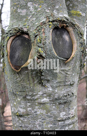 Tronco di albero con 'Owl volto" - gli occhi formata da due cicatrici di diramazione Foto Stock