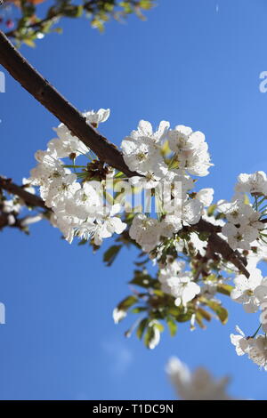 Fotos della bella la natura che si risveglia ogni anno e mi stupisce Foto Stock