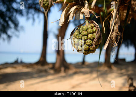 Pandanus tectorius tree. Tropical pandan frutto su un albero. Sfondo sfocato, copia gratuita dello spazio. Foto Stock