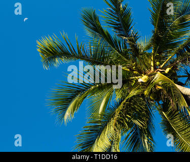 Tropical lo sfondo del desktop con il blu del cielo e la luna e un singolo albero di palma da un angolo basso. Foto Stock