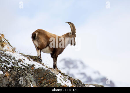 Stambecco delle Alpi (Capra ibex) giovane maschio rovistando sul pendio di montagna nella neve in inverno, il Parco Nazionale del Gran Paradiso, Alpi Italiane, Italia Foto Stock