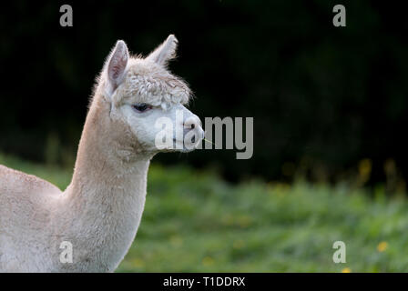 Close up di Alpaca, masticare una sola lama di erba, con spazio per la copia Foto Stock