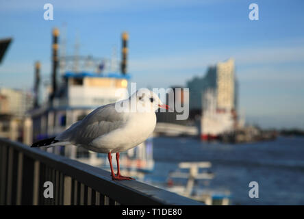 Piccione al Jetty Pier Landungsbrücken, dal porto di Amburgo, Germania, Europa Foto Stock