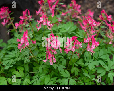 Corydalis solida giardino di Norfolk Foto Stock