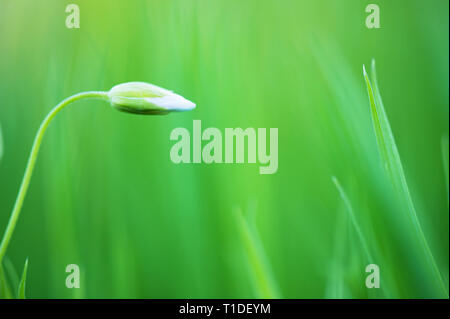 Maggiore stitchwort (Stellaria holostea) germoglio di fiore. Focus su germoglio di fiore. Profondità di campo. Foto Stock