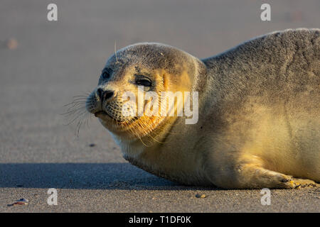 Nordseeinsel Langeoog, Ostfriesland, Niedersachsen, junger Seehund, am Strand, Foto Stock