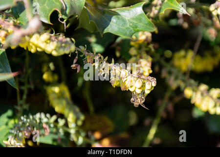 Un cluster di Mahonia giallo dei fiori con un miele delle api Apis mellifera visto sul lato alimentazione da fiori in primavera Foto Stock