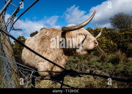 Un colorato di bianco highland mucca rappresenta nel campo circondato da fieno di mangiare nel caldo sole primaverile Scozia Scotland Foto Stock