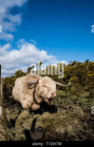 Un colorato di bianco highland mucca rappresenta nel campo circondato da fieno di mangiare nel caldo sole primaverile Scozia Scotland Foto Stock