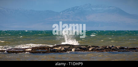 Le guarnizioni di tenuta sulle rocce, al largo della costa della Muasdale, Kintyre, Scozia Foto Stock