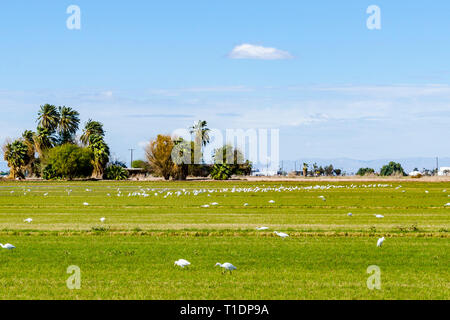 Un grande contingente di Garzetta (Egretta garzetta) caccia di insetti in un campo della Imperial Valley della California USA Foto Stock
