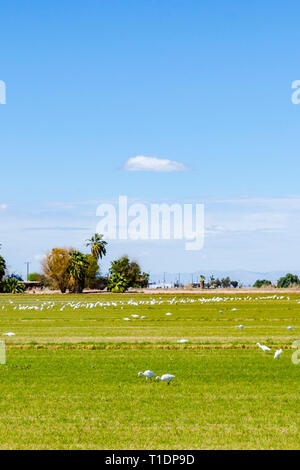 Un grande contingente di Garzetta (Egretta garzetta) caccia di insetti in un campo della Imperial Valley della California USA Foto Stock